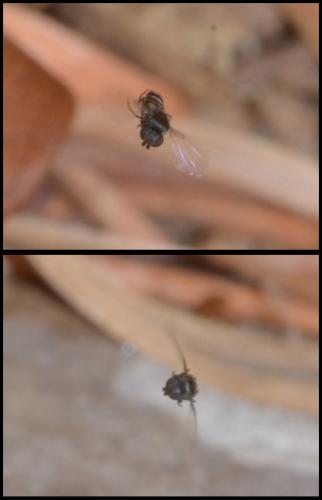 Microselia rivierae